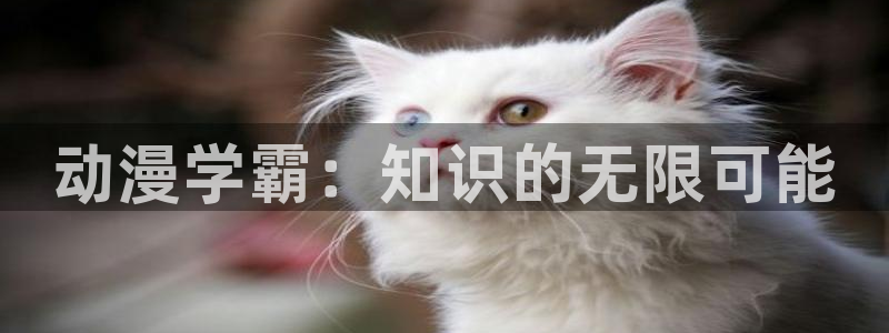 动漫天堂岛